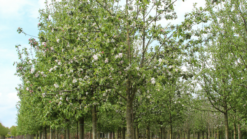 Malus domestica 'James Grieve' hoogstam
