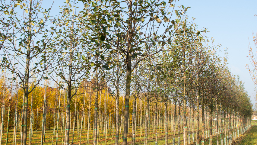 Malus domestica 'James Grieve' hoogstam