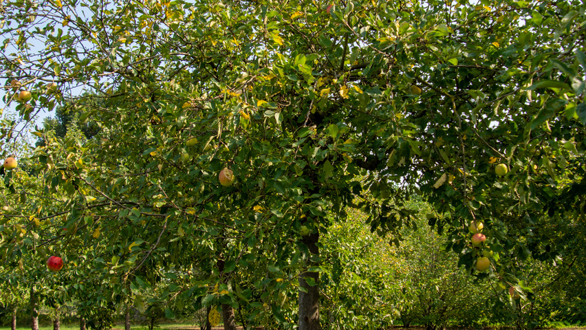 Malus domestica 'James Grieve' hoogstam