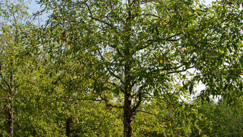 Malus domestica 'James Grieve' hoogstam