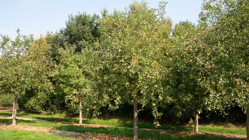 Malus domestica 'James Grieve' hoogstam
