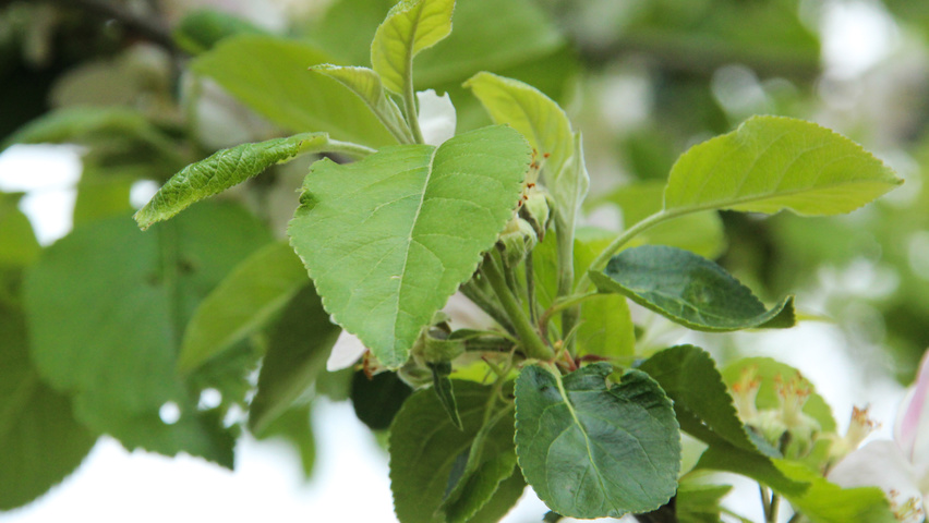 Malus domestica 'James Grieve' blad