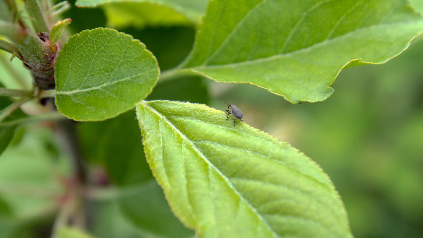 Malus domestica Feuilles
