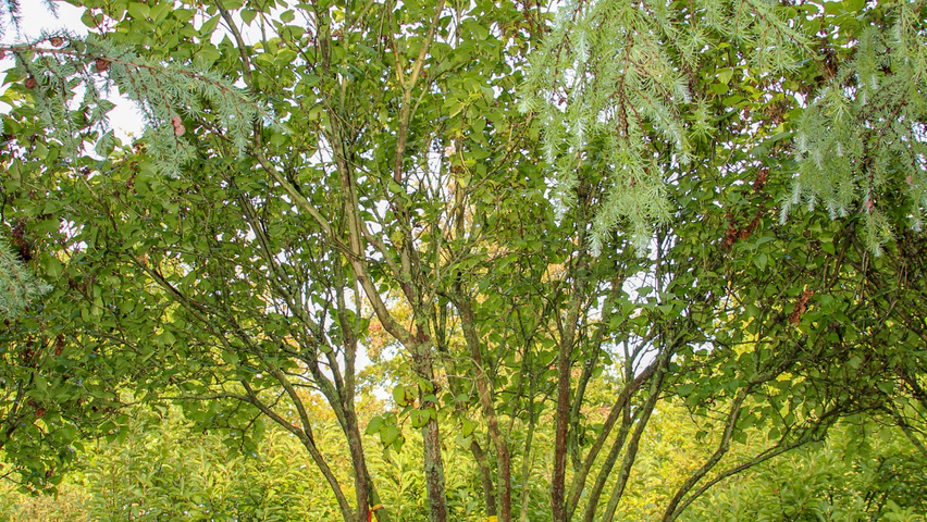 Malus domestica multi-troncs