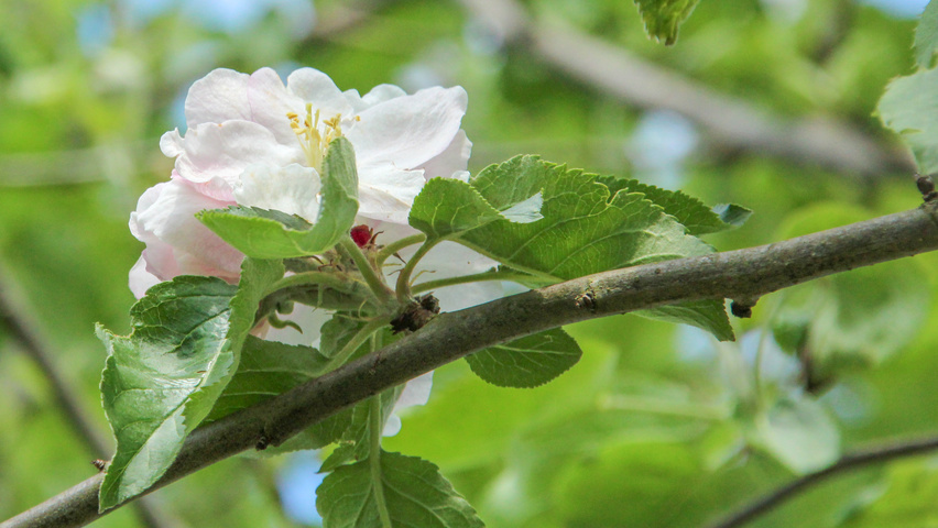 Malus domestica 'Notarisappel' bloem