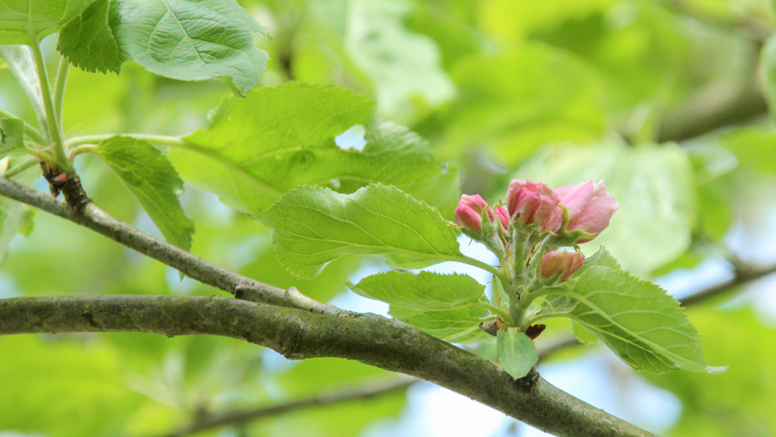 Malus domestica 'Notarisappel' bloem