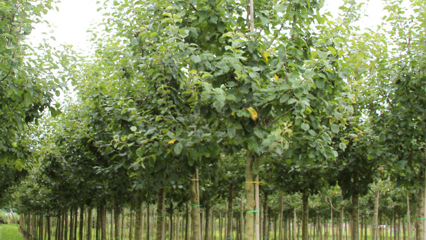 Malus domestica 'Notarisappel' hoogstam