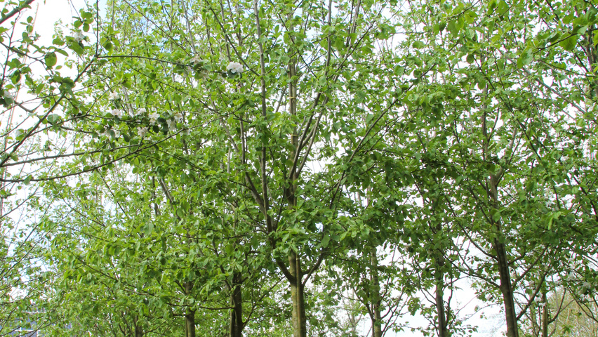 Malus domestica 'Notarisappel' hoogstam