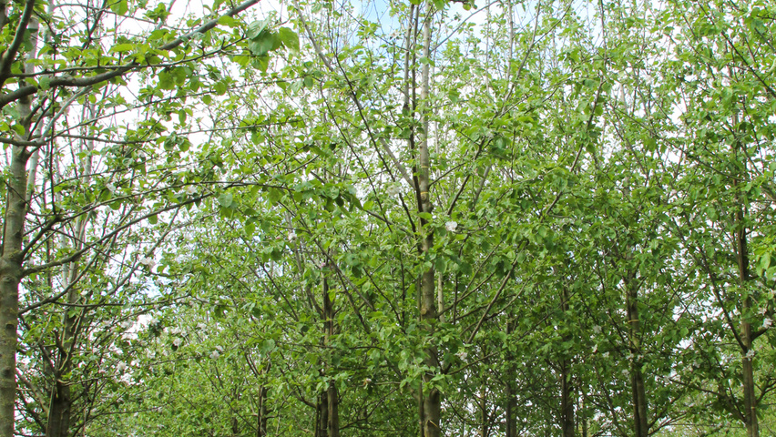Malus domestica 'Notarisappel' hoogstam