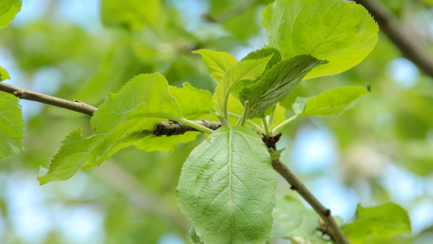 Malus domestica 'Notarisappel' blad
