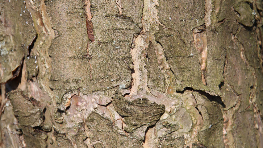 Malus domestica 'Rode Boskoop' bast