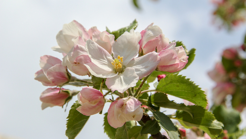 Malus domestica 'Rode Boskoop' bloem