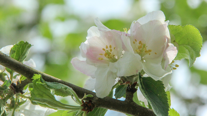 Malus domestica 'Rode Boskoop' bloem