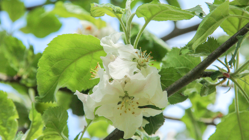 Malus domestica 'Rode Boskoop' bloem