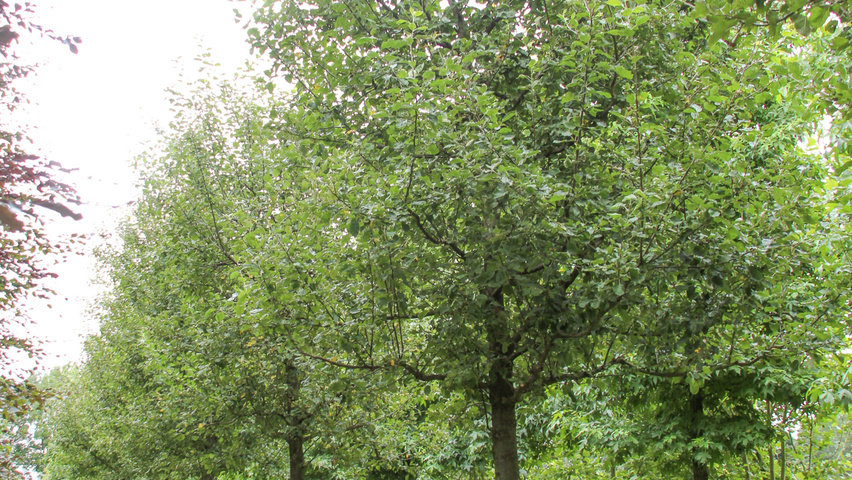 Malus domestica 'Rode Boskoop' hoogstam
