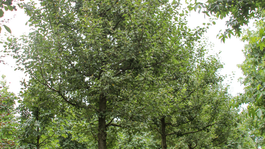 Malus domestica 'Rode Boskoop' hoogstam