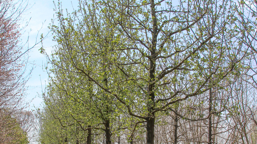 Malus domestica 'Rode Boskoop' hoogstam