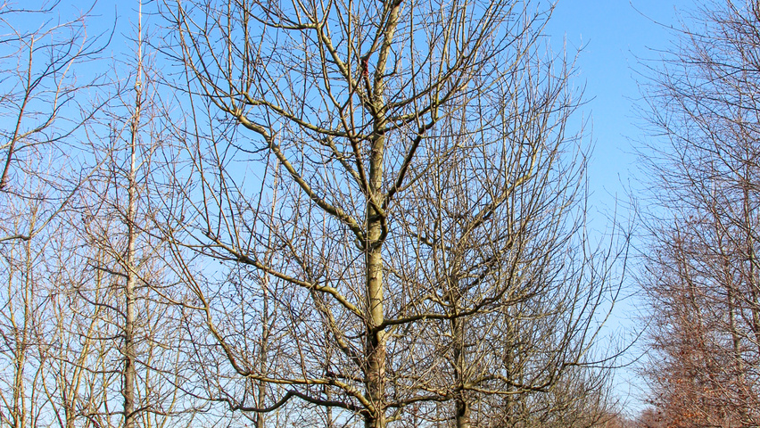 Malus domestica 'Rode Boskoop' hoogstam