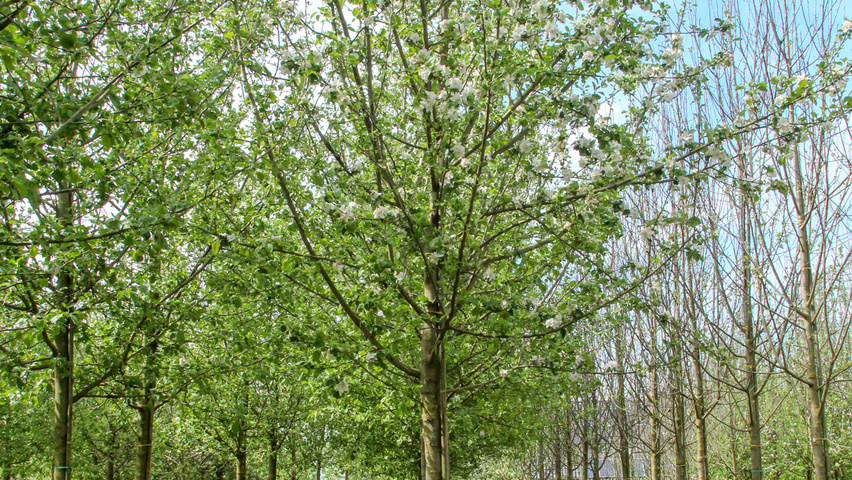 Malus domestica 'Rode Boskoop' hoogstam