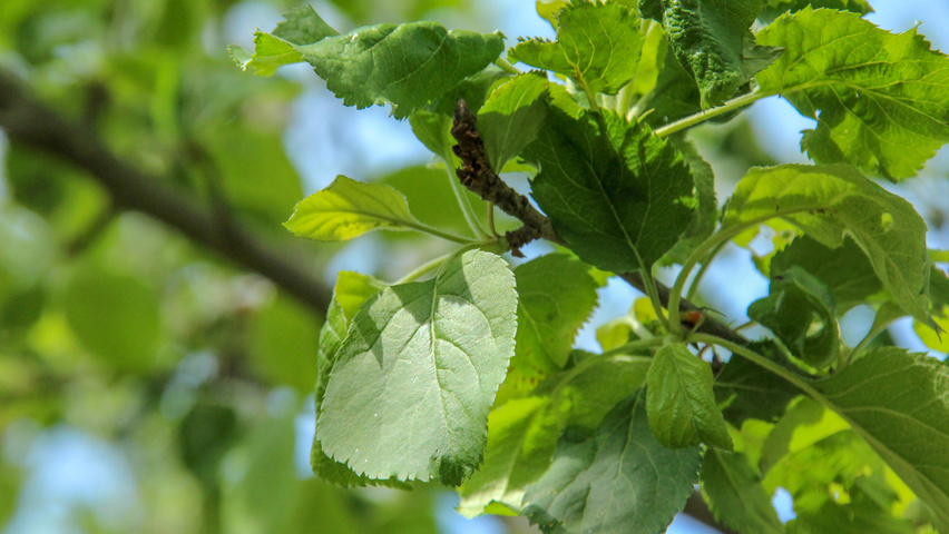 Malus domestica 'Rode Boskoop' blad