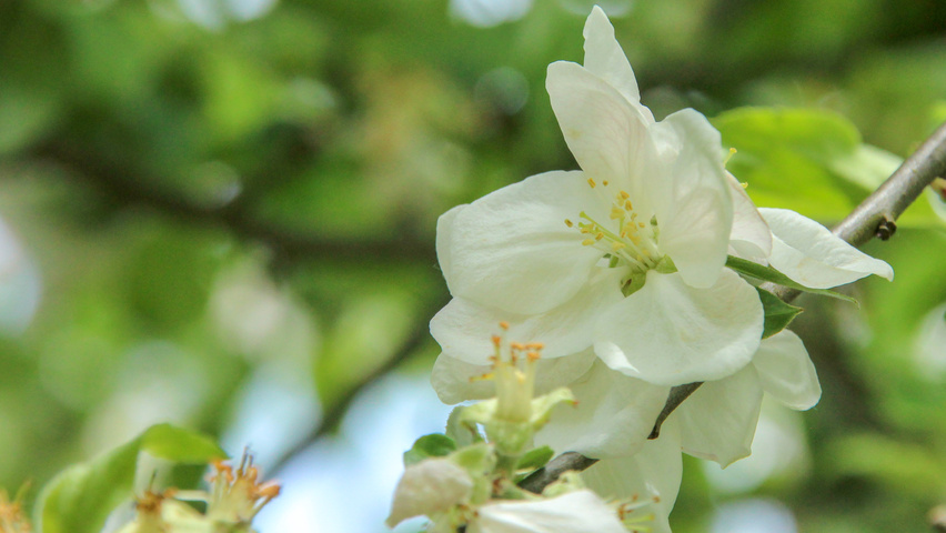 Malus domestica 'Roter Gravensteiner' bloem