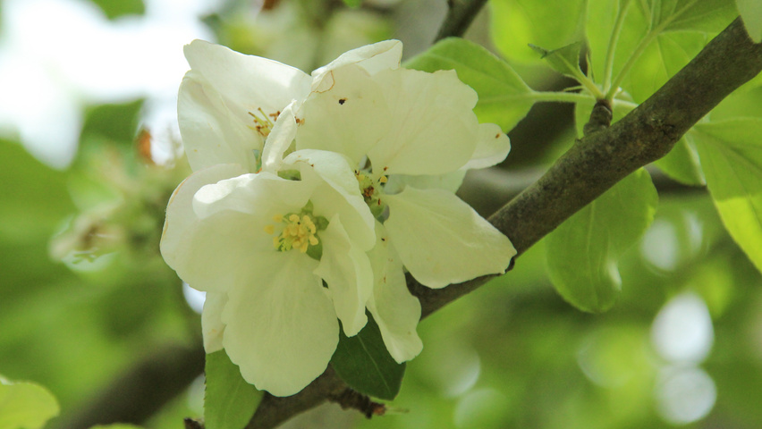 Malus domestica 'Roter Gravensteiner' bloem