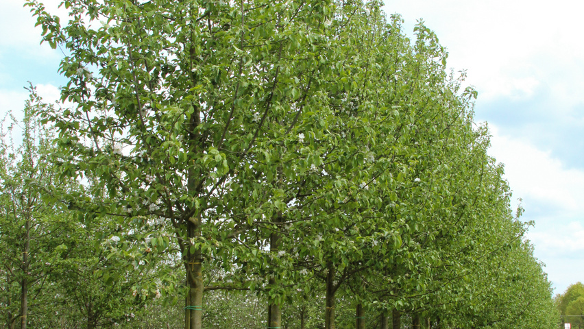 Malus domestica 'Roter Gravensteiner' hoogstam