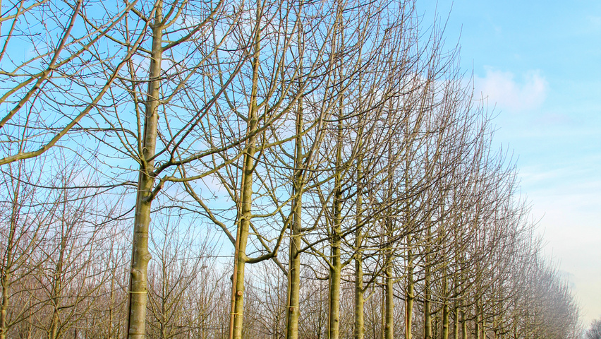 Malus domestica 'Roter Gravensteiner' hoogstam