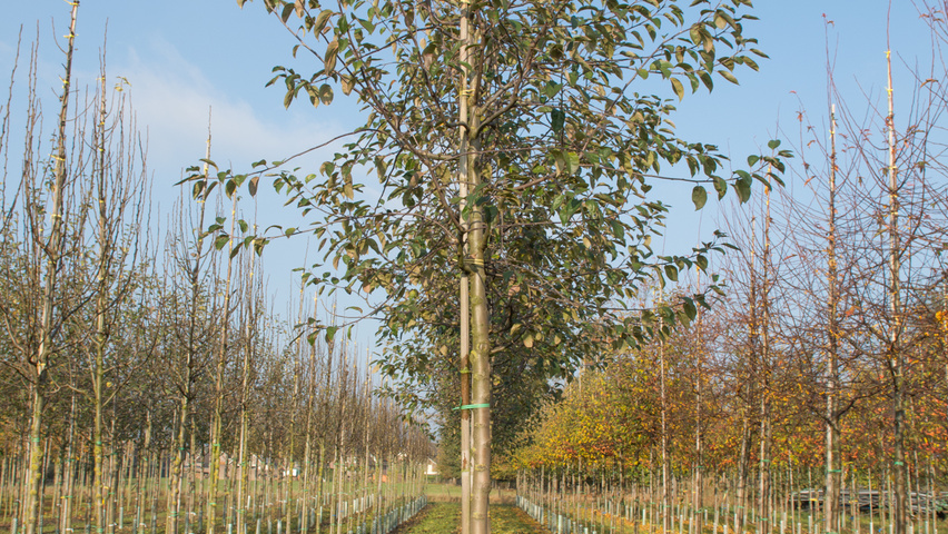 Malus domestica 'Roter Gravensteiner' hoogstam