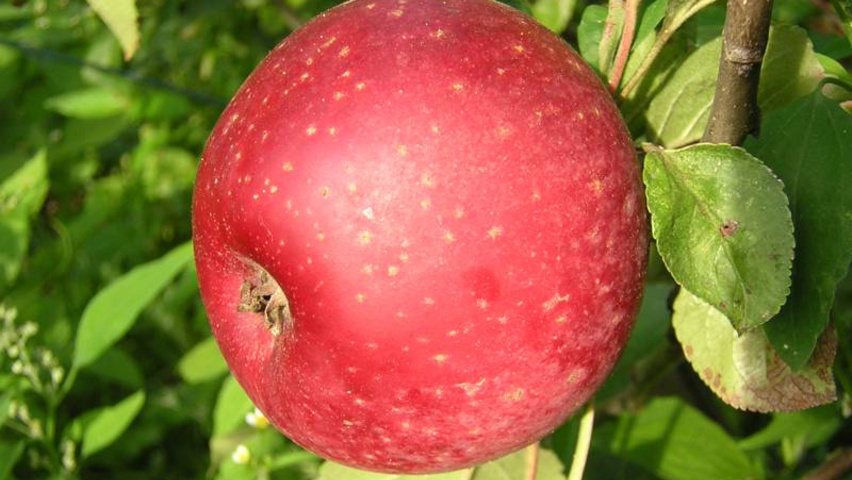 Malus domestica 'Sterappel' плоды