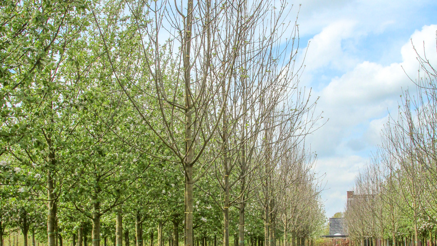 Malus domestica 'Sterappel' Деревья с высоким стволом (стандарт)