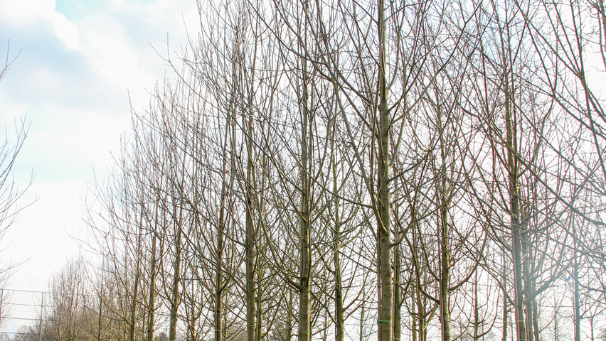 Malus domestica 'Sterappel' Деревья с высоким стволом (стандарт)