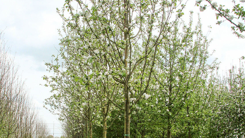 Malus domestica 'Transparente Jaune' hoogstam