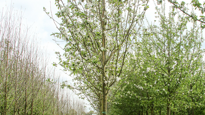 Malus domestica 'Transparente Jaune' hoogstam