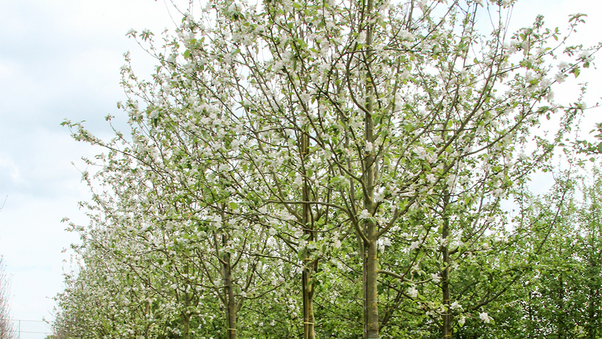 Malus domestica 'Transparente Jaune' hoogstam