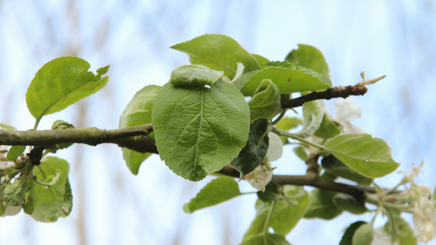 Malus domestica 'Transparente Jaune' blad