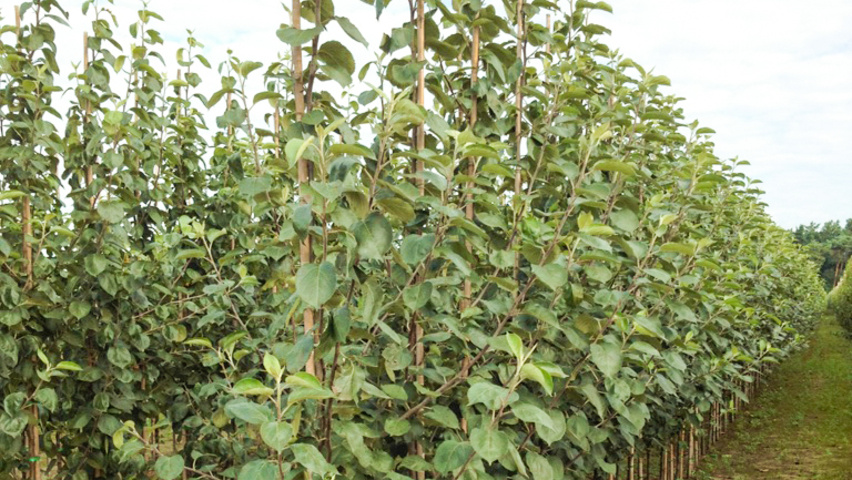 Malus domestica 'Zoete Oranje' leaves