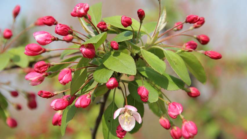 Malus 'Donald Wyman' Blumen
