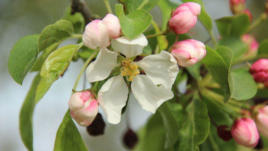 Malus 'Donald Wyman' Blumen