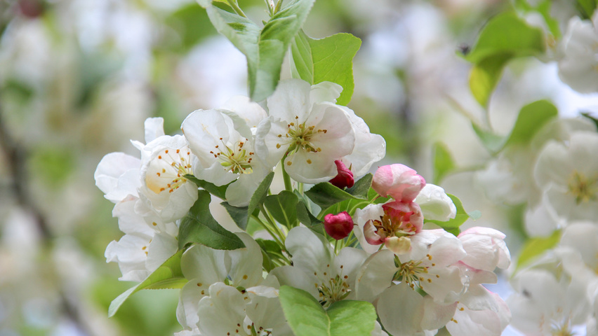 Malus 'Donald Wyman' Blumen