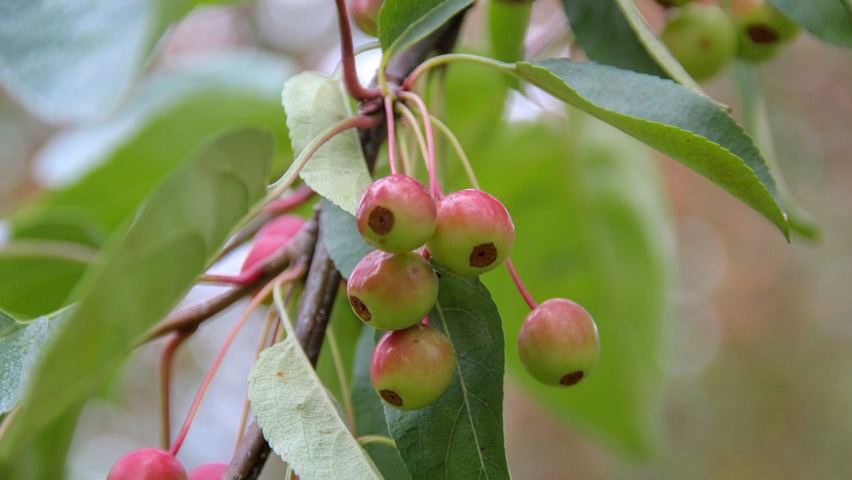 Malus 'Donald Wyman' Frucht