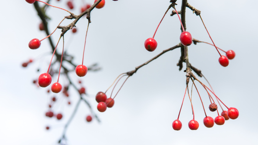 Malus 'Donald Wyman' Frucht