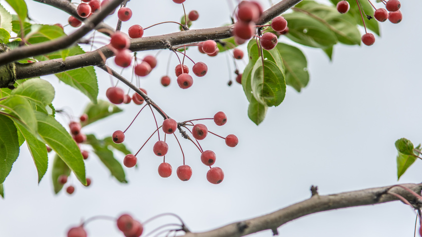 Malus 'Donald Wyman' Frucht