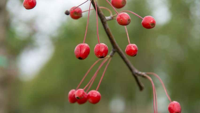 Malus 'Donald Wyman' Frucht