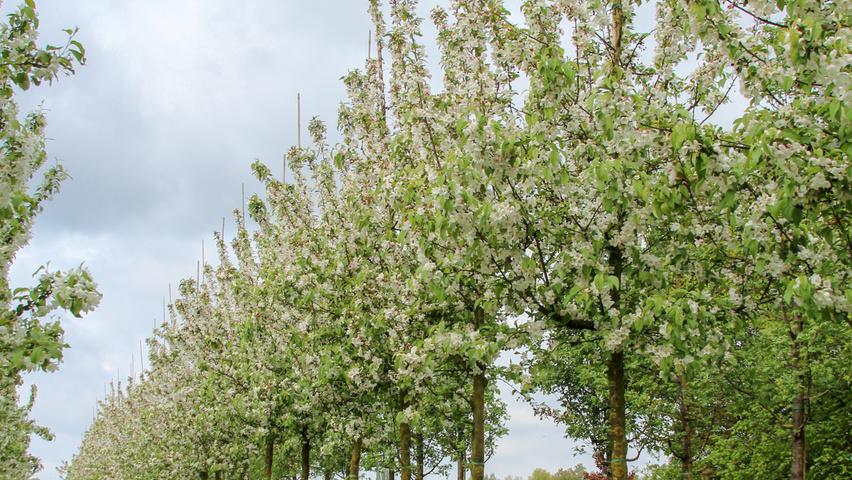 Malus 'Donald Wyman' hochstämmig