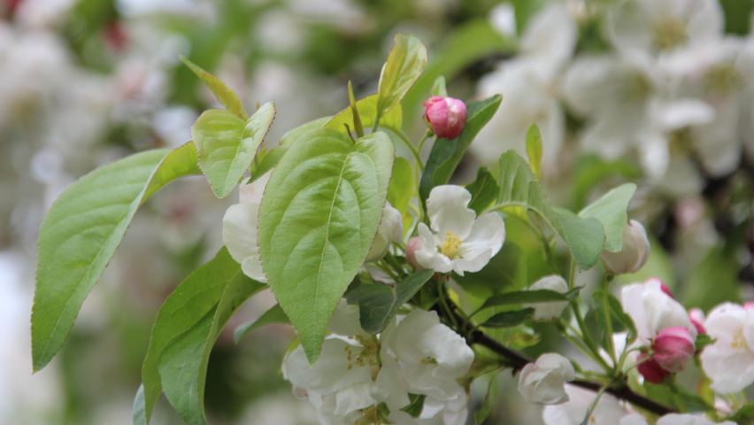 Malus 'Donald Wyman' Blatt