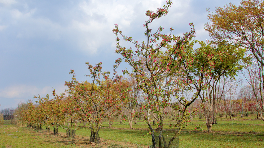 Malus 'Donald Wyman' mehrstämmige