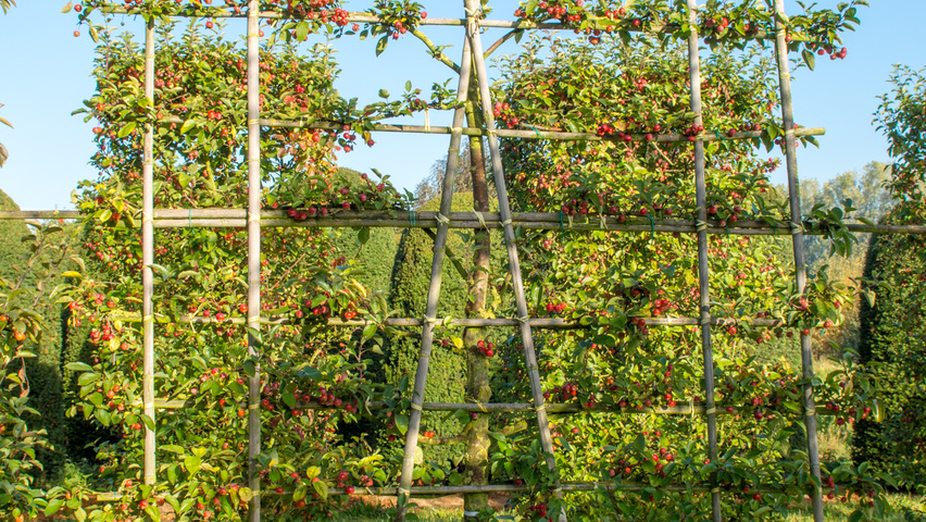 Malus 'Evereste' Шпалера