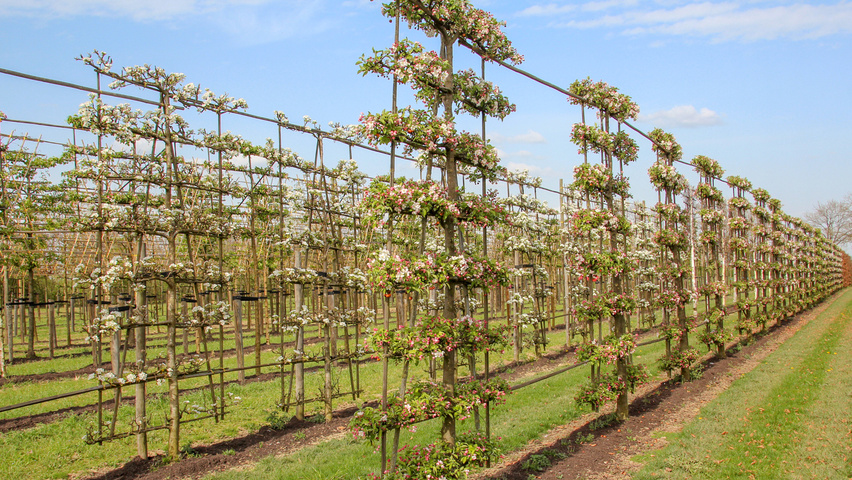 Malus 'Evereste' Шпалера