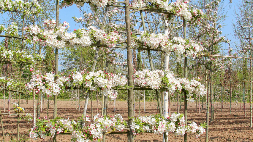 Malus 'Evereste' Шпалера